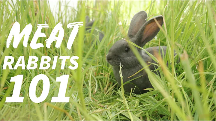 Everything You Need To Know About Raising Rabbits