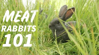 Everything You Need To Know About Raising Rabbits