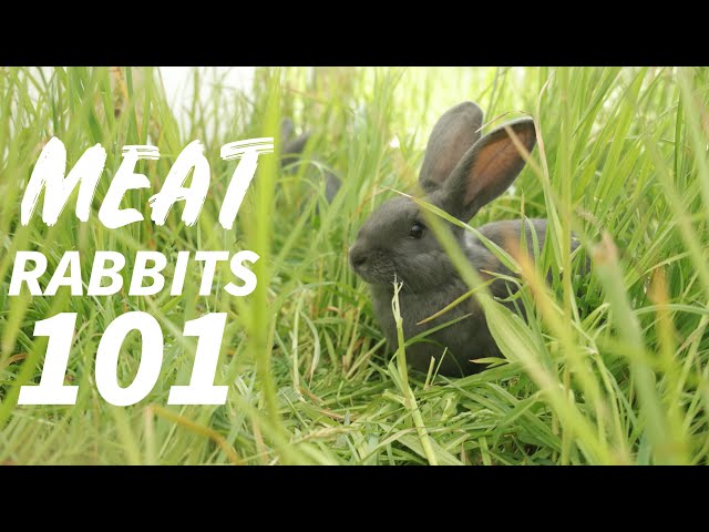Everything You Need To Know About Raising Rabbits class=