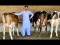Malik mohsin awan  top class australian cows  best cows best prices 2021