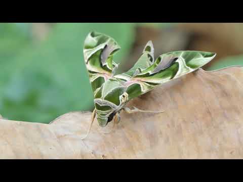 Tour Guanacaste - Butterflies, Moths and Flowers