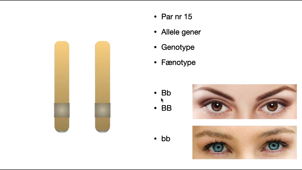 Biologi c - kort om allele gener, fænotype og genotype