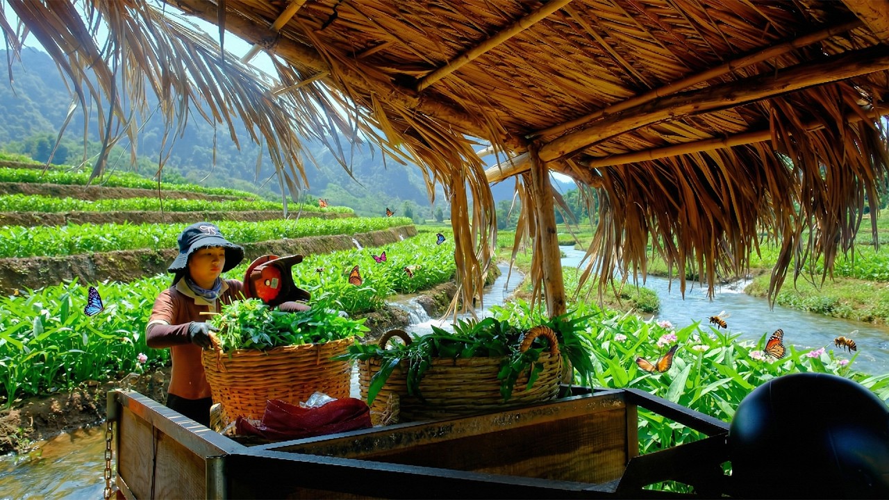 Harvest Water Spinach To Sell At The Market – Remove The Cauliflower Garden And Improve The Soil