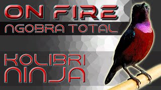 NGOBRA TOTAL..!! ON FIRE KONIN NGAMUK #konin #kolibrininja #masterankolibrininja #masteran