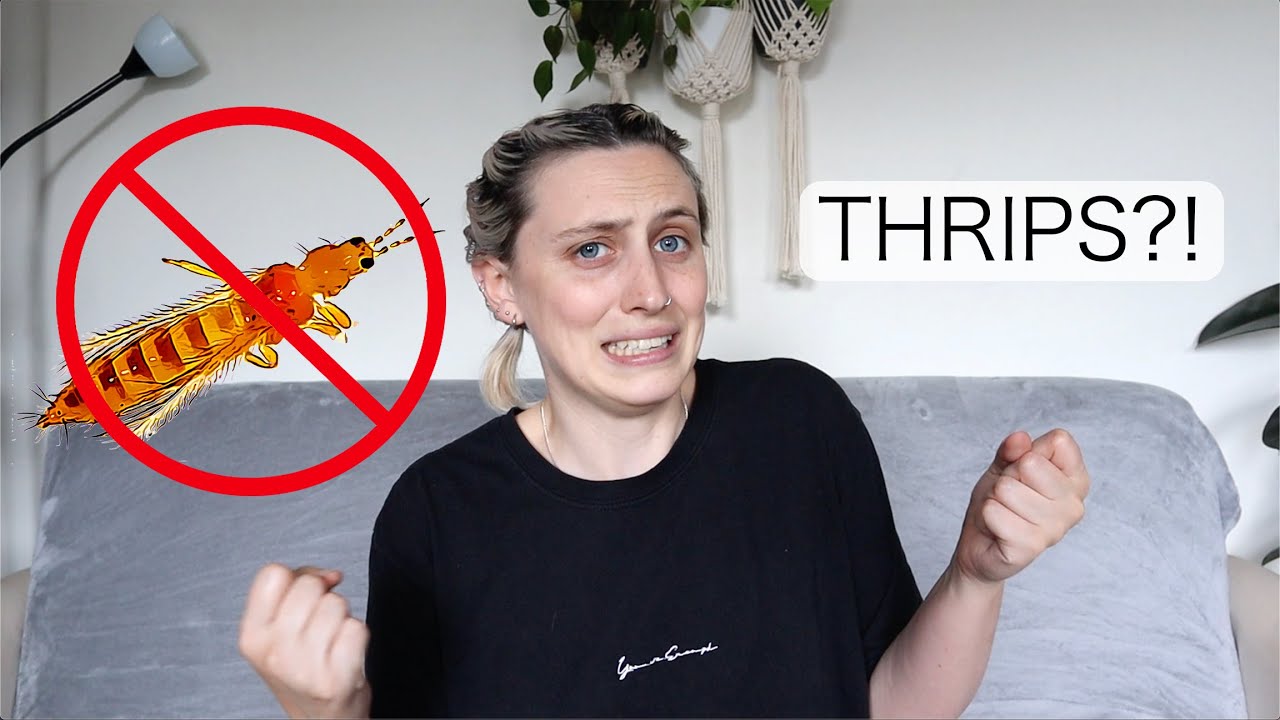 How To Get Rid Of Thrips! | Thrips Pest Control