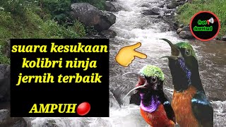 Kolibri ninja isian bongkar isian jernih🔴coba dengarkan suara konin kombinasi ini