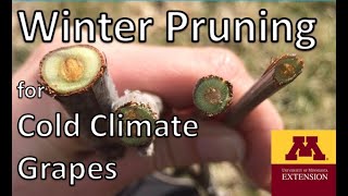 Pruning cold climate wine grapes:  UMN Extension 2025 winter pruning webinar series