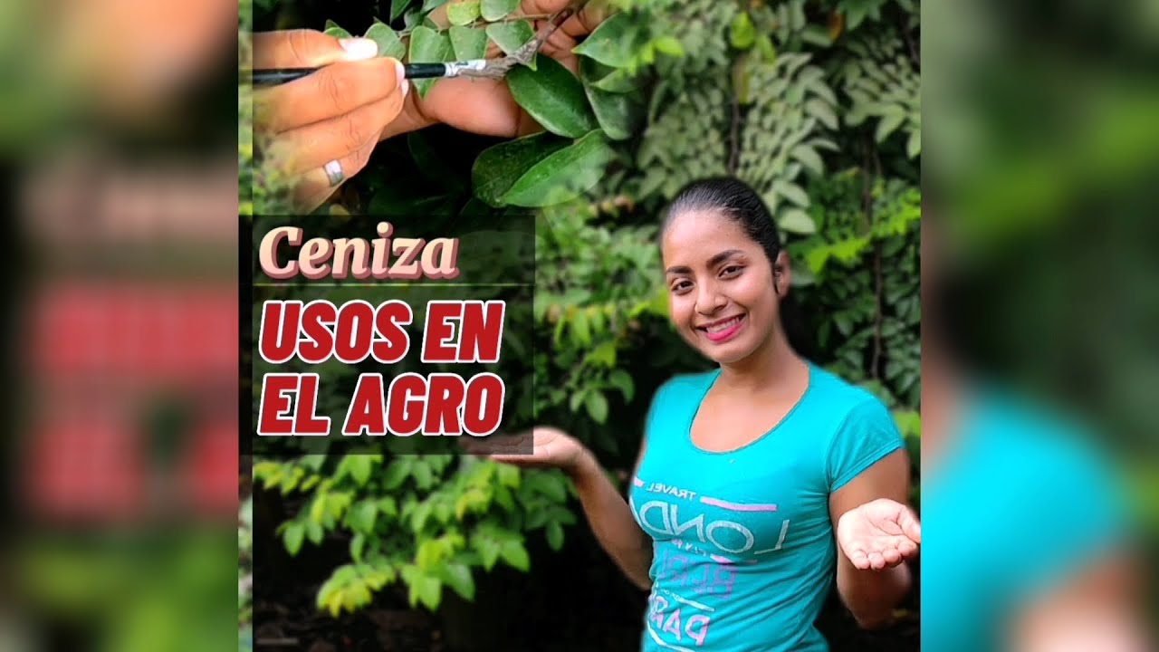 Los usos más comunes de la ceniza en el campo. Fácil y efectiva