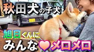 【秋田犬かわいい】カワイイ子犬"ASAHI"旭日くん３ヶ月、展覧会場で誰もがメロメロになり、ペロペロで笑顔に。秋田犬保存会・秋田県南支部のふれあい会と展覧会 #秋田犬 #秋田犬子犬 #秋田犬カワイイ