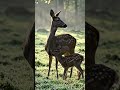 #deer#baby#nature#life#jungle