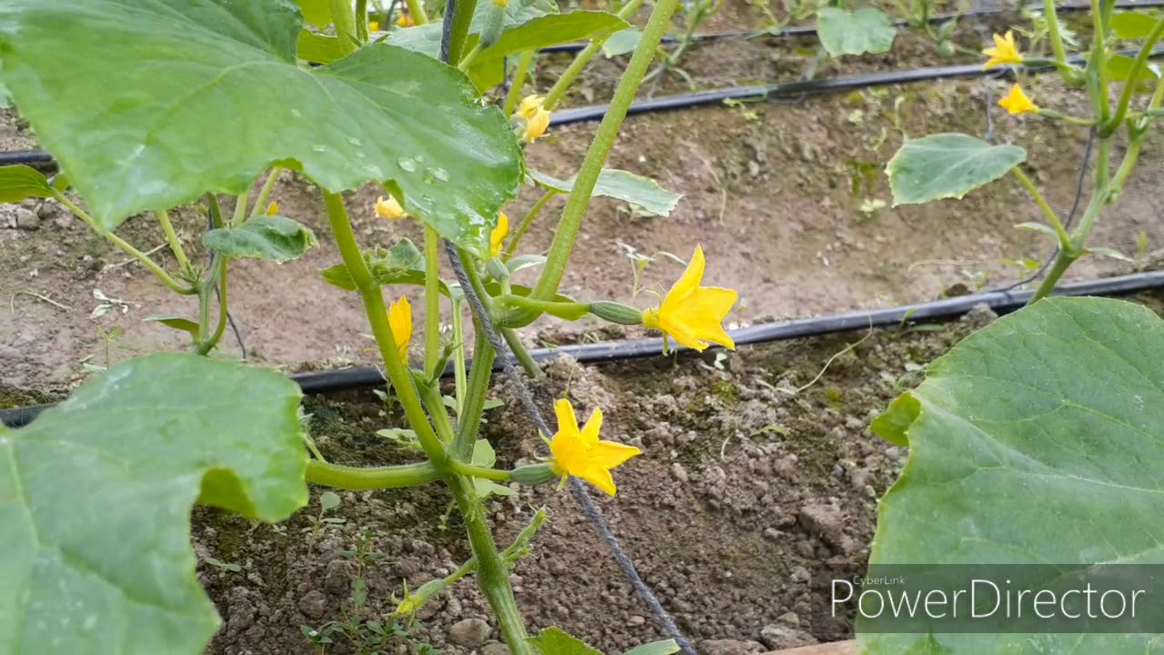 Bolalar oldida sikishayotgan odamlarning porno videolari