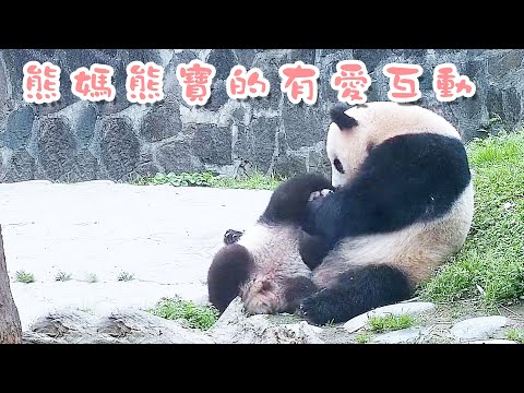 《熊貓早晚安》熊貓媽媽的親親抱抱舉高高 | iPanda熊貓頻道