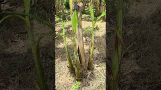 Pata de Gallina Perfecta en el cultivo de plátano#shorts.