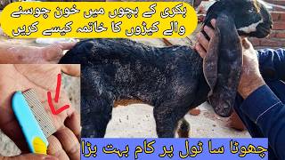 “Bakri Ka Bacha Kamzor Kyun? 😨 Khoon Choosne Wale Keeron Ne Halat Kharab Kar Di 😱| Khatma Ka Tarika”