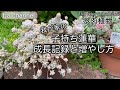 #105{多肉植物 Succulent} 子持ち蓮華の成長記録 変化する可愛い姿を見ながら、今年も増やします〜