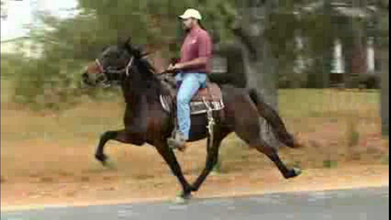 "Porsche" Speed Racking Standardbred Trotter Mare Oct. 2012 YouTube