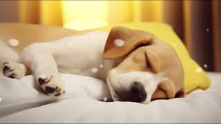 10 HOURS of Deep Sleep Anti Separation anxiety Dog MusicCalming Dog Musicstressed dog