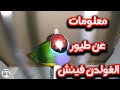 معلومات عن طيور الغولدن فينش شروط التزاوج كم تبيض الأنثى مدة الحضن فطام فراخ