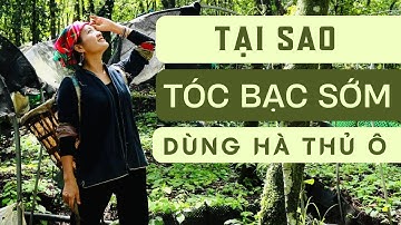 Tại Sao Những Người Tóc Bạc Sớm Lại Thích Sử Dụng Hà Thủ Ô Để Tóc Đen Hơn?