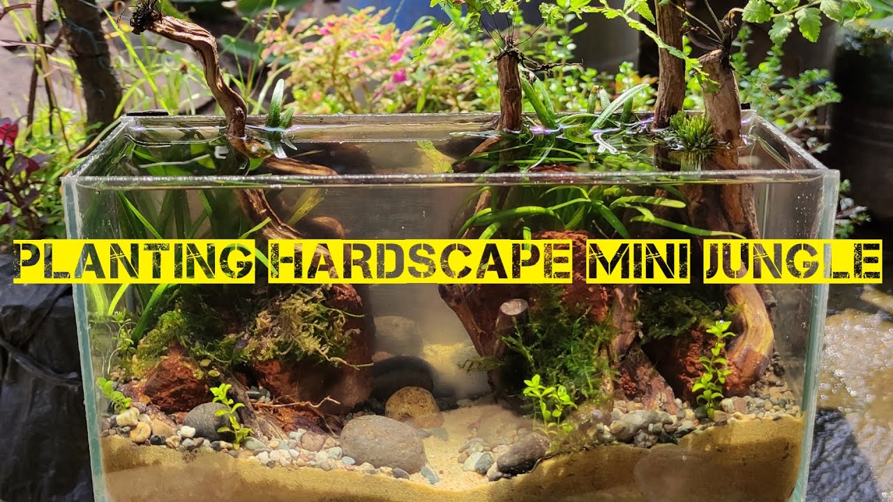 tank soliter || planting hardscape mini jungle (part2)
