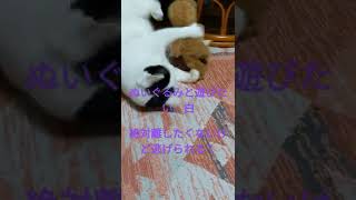 初めて見る、ぬいぐるみと一緒に遊ぶ猫が面白すぎたwww