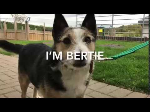 wales wisconsin Dogs Trust Evesham - Bertie