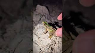 Catching Frogs Goofy Boing Boing Funny Frog For Laugh Frog Its Go Fun