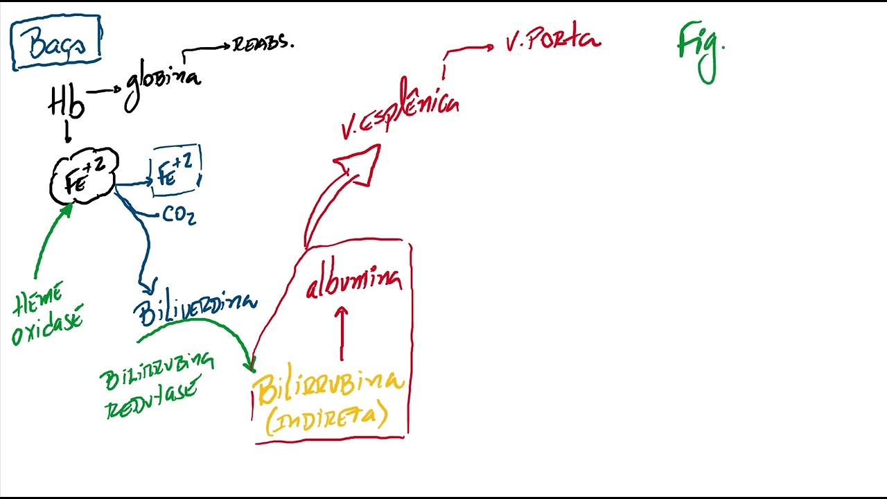 Degradação da hemoglobina e a bilirrubina