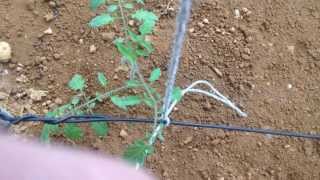 ミニトマト 誘引するための準備をする Youtube