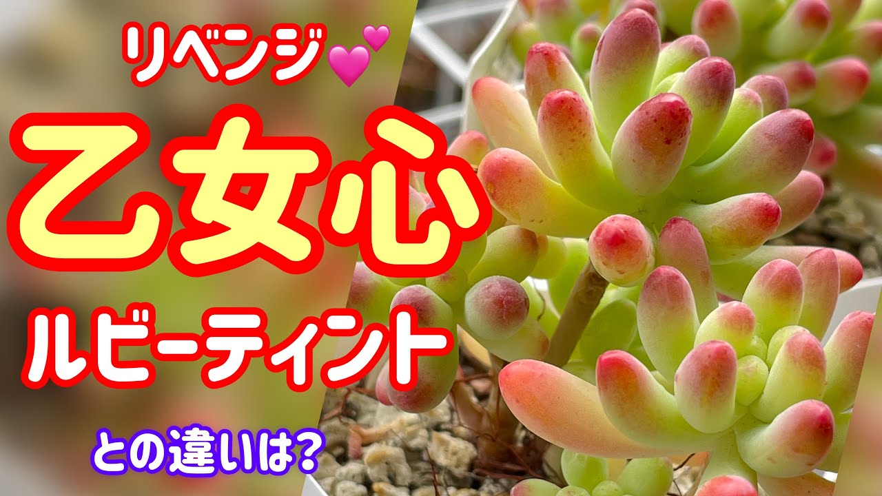 多肉植物】💕乙女心💕祭り 誰か教えて〜この子はルビーティント