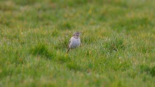 Richards Pipit