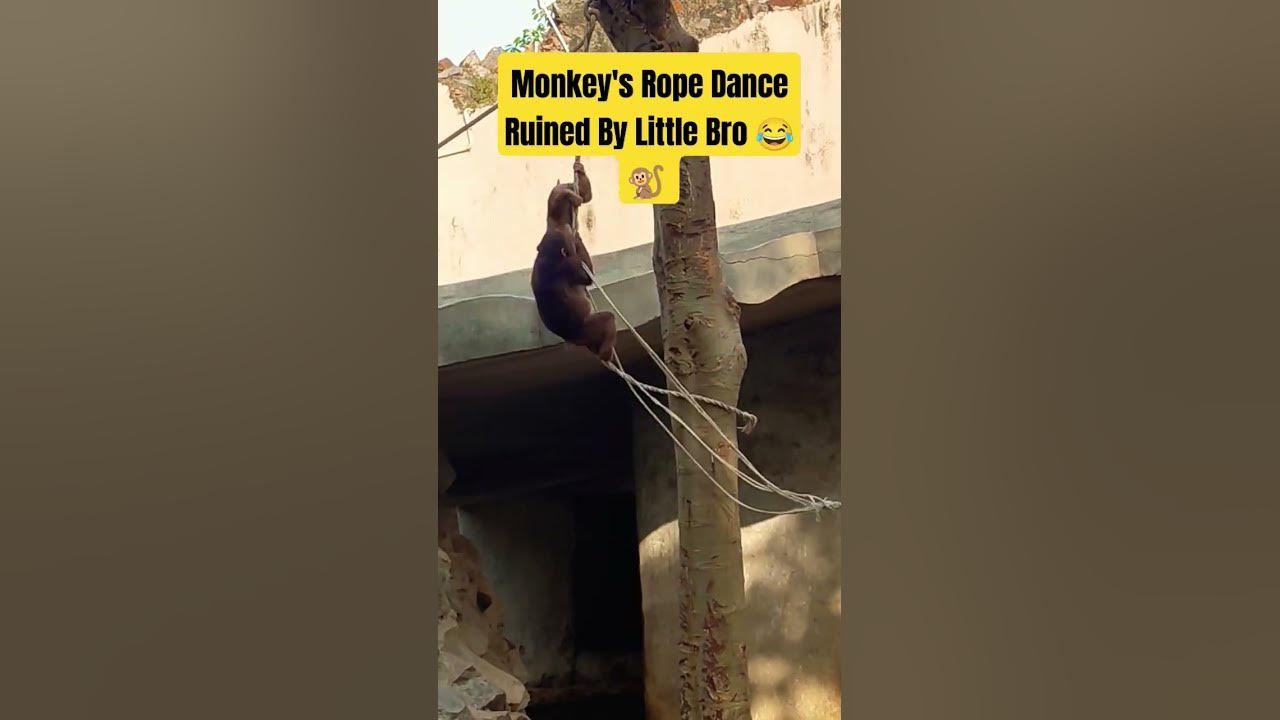 Monkey's Rope Dance Ruined By Wild Lil Bro 😂🤣🐒 #funny #viral #trending ...