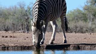 Mashatu Photo Hide - Zebra