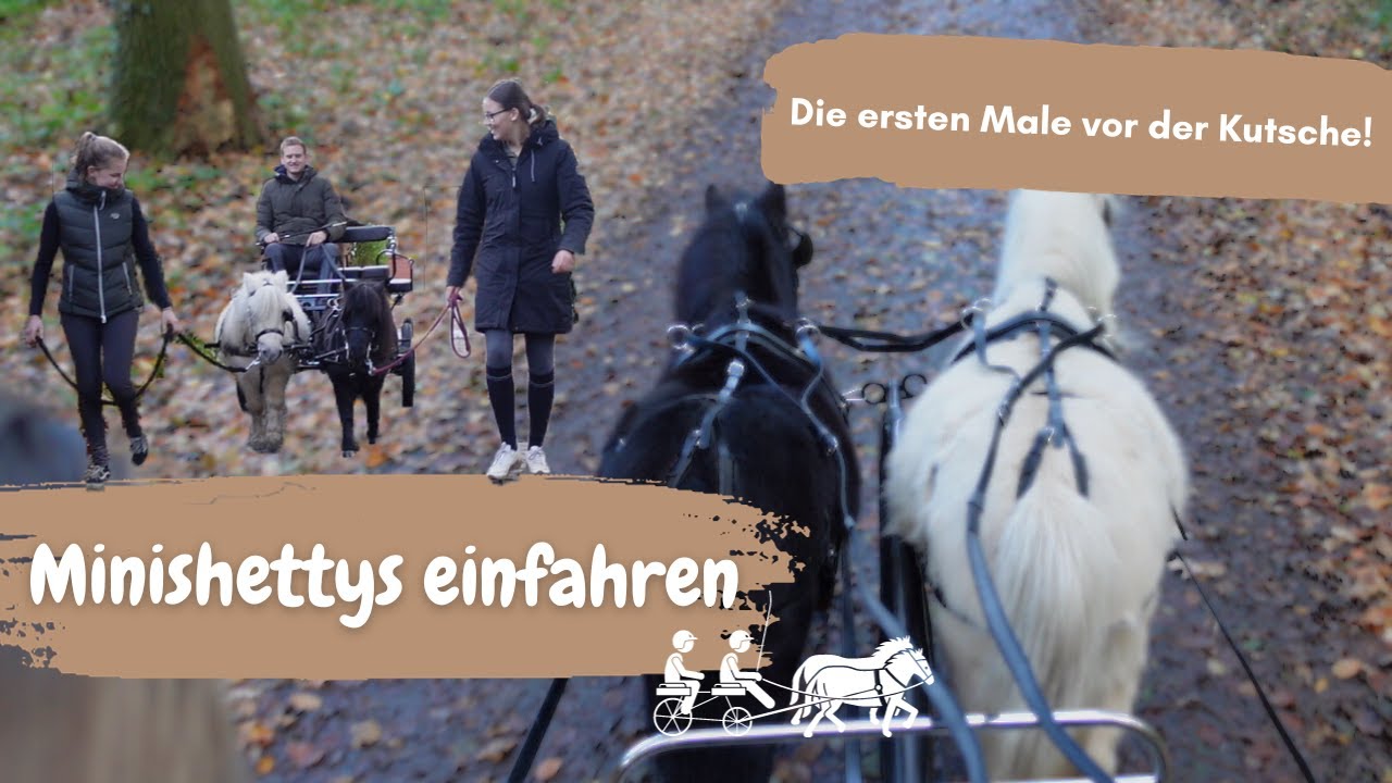 Shettys einfahren Teil 2 - das erste mal vor der Kutsche