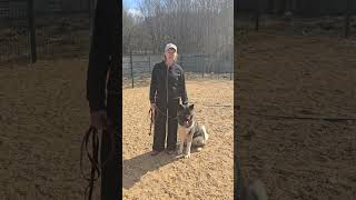 Айрис уехала домой. #кинологминск #американскаяакита #кинолог