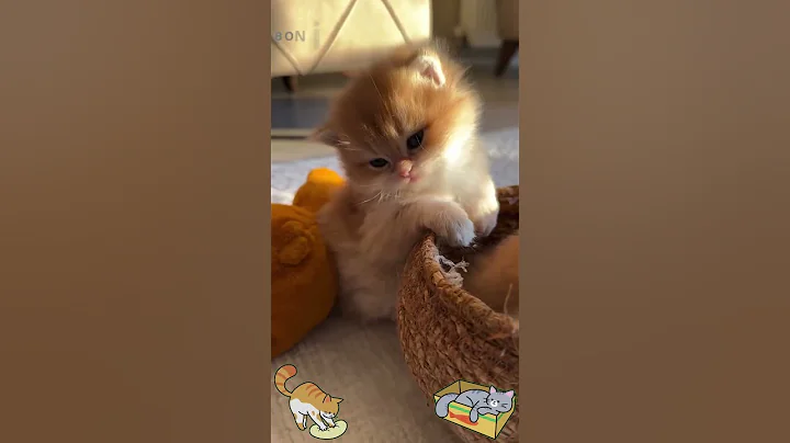 Video 8679551: baby kittens cat mother, cats kitten mother love, kittens cute mother cat