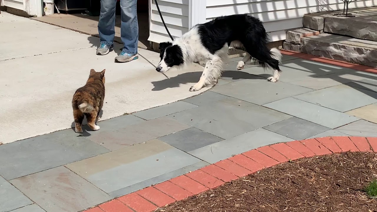 What Is The Premack Principle In Dog Training