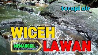 Terapi air untuk burung wiceh korlap cepat respon nyaut, terapi burung