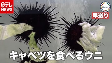 キャベツウニ Youtube