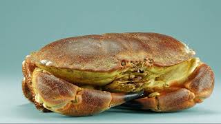 Facts: The Brown Crab