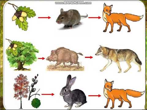 Как  образуются  пищевые  цепи