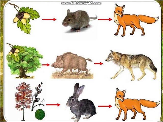 цепь питания 3 класс окружающий мир схема. три цепочки питания животных. хищники цепь питания цепь цепь питания. пищевая цепочка в природе 5 класс. цепь питания с жуком короедом.