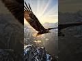 🦅 King of the Mountain Skies | Golden Eagle Documentary #Wildlife #GoldenEagle #NatureDocumentary