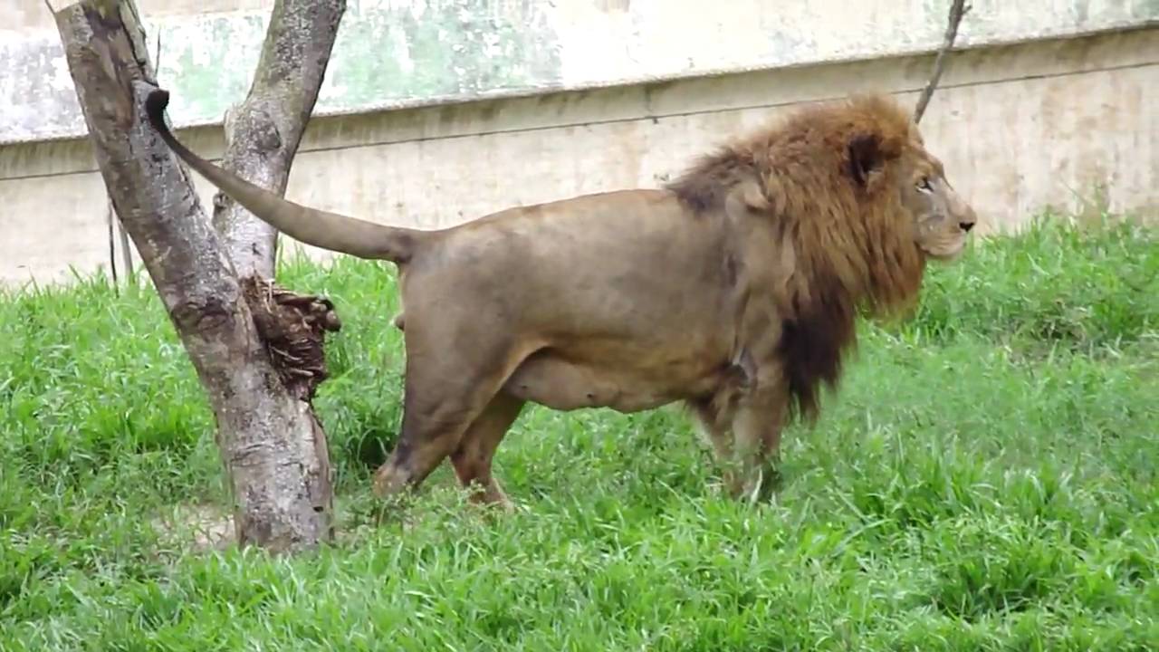 Reino Animal- Leão Rugindo IN HD - YouTube