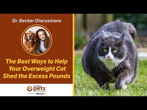 Videó: Van egy zsírszalag? Hogyan segítheted a macskádnak azokat az extra fontokat