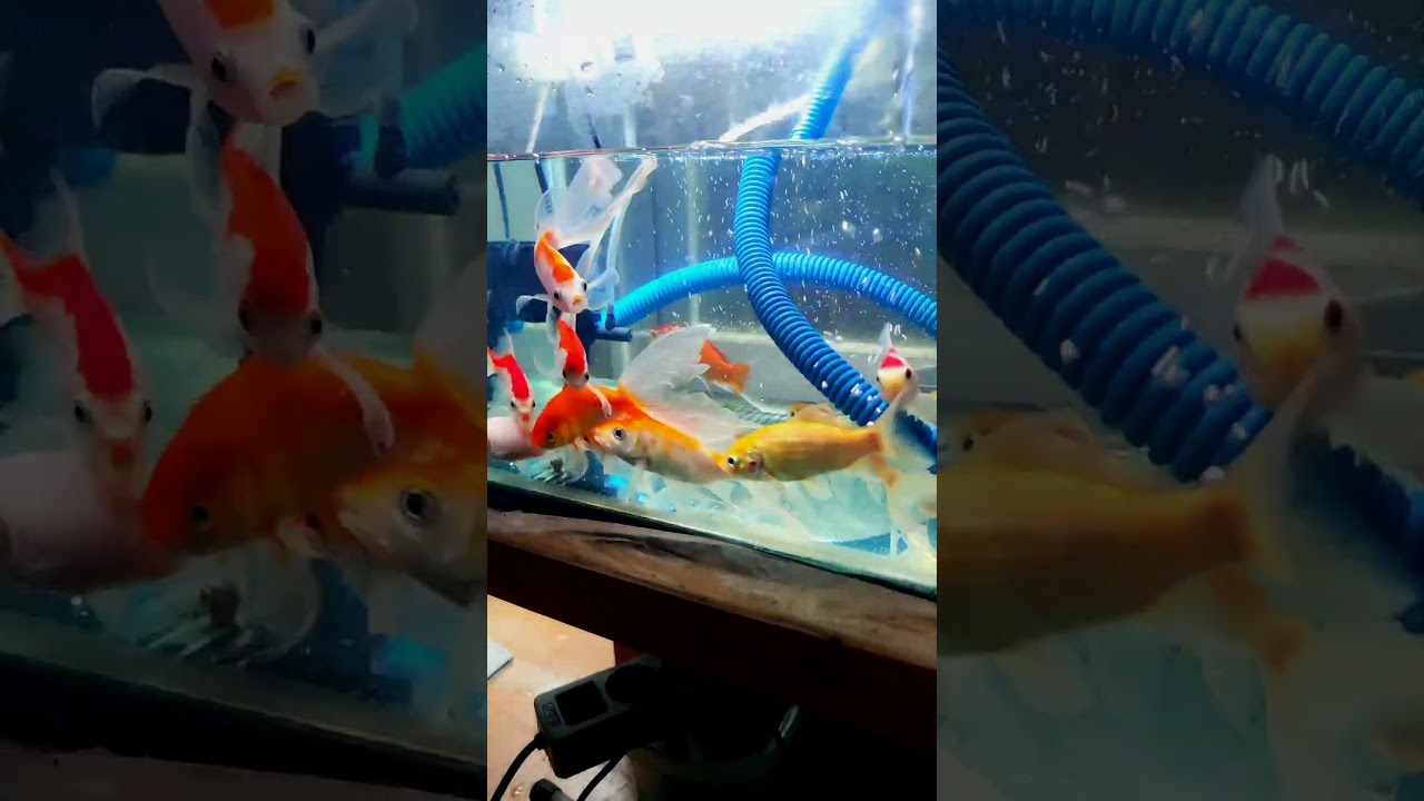 peliharaan #aquarium #ikanhias #fish