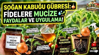 Domates Biber Salatalık Fidelerine Bunu Verin Büyümesini İkiye Katlayın Verimi Artsın🍅Fideler Coşsun