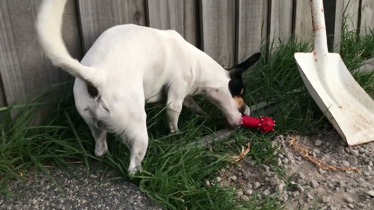 น้องหมาตัวเล็กตัวน้อยของเราคะ