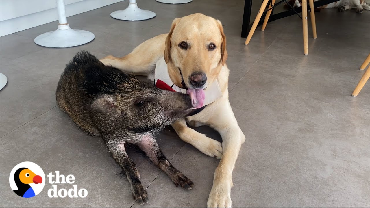 2-pound Wild Boar Grows Up Believing She's a Puppy| The Dodo Odd Couples