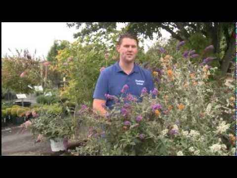 In the Garden: Butterfly Bushes - YouTube
